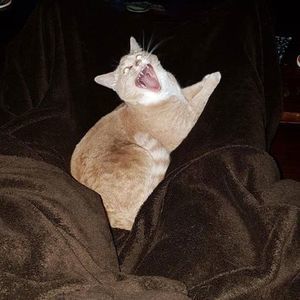 Meet your Posher, Meighan